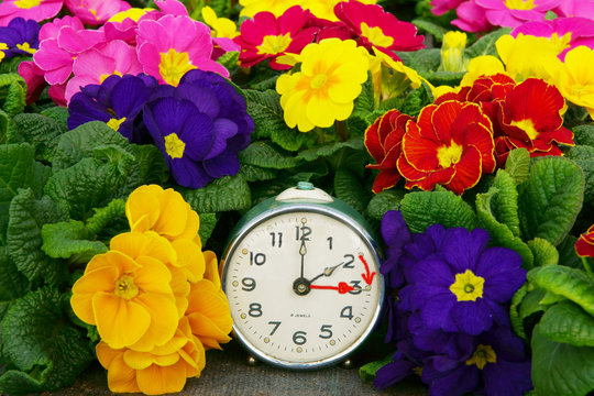 Zeitumstellung, Sommerzeit, Wecker, Fr&uuml;hlingsblumen, Primeln, 25. M&auml;rz 2018