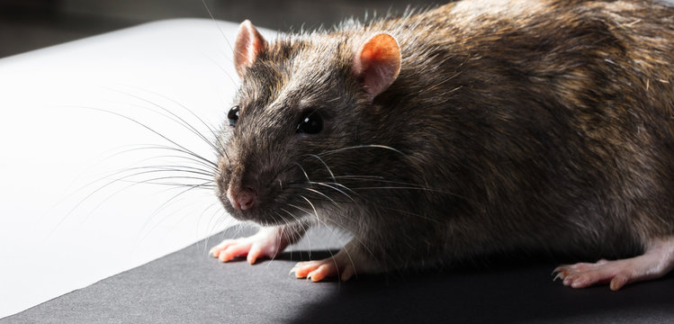 animal gray rat portrait