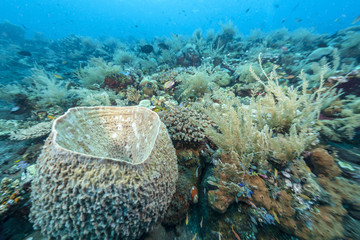 Coral reef off coast of Bali