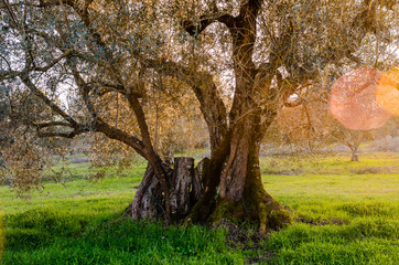 olive trees