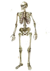 Foto op Canvas Menselijk skelet. Aquarel illustratie. © nataliahubbert