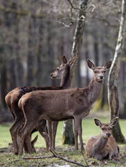 cerfs fôret de Rambouillet