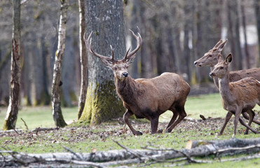 cerfs fôret de Rambouillet