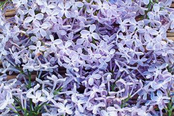 Background of blooming flowers of lilac