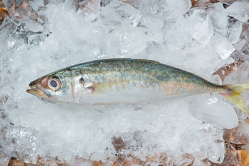 Fresh raw fish on ice on a wooden table.