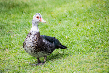 Dark Colored Duck on Grass
