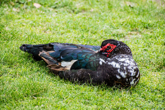 Dark Duck with Red Face Resting on Grass