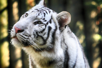 white tiger head