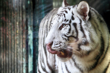white tiger head