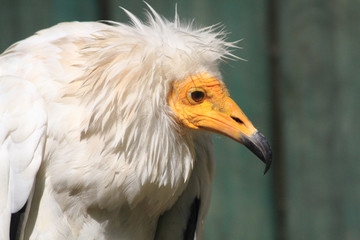 detail of vulture with white head