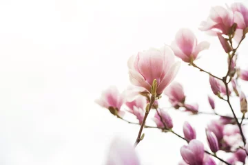 Schilderijen op glas Beautiful magnolia flowers in spring ,a floral background, copyspace. © volurol