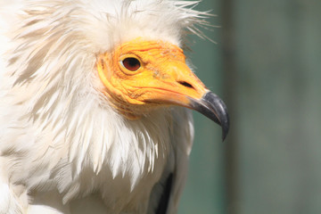 detail of vulture with white head
