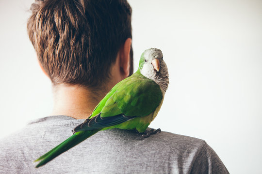 Monk parakeet is looking at camera with curiosity expression. Quaker parrot is sitting on mans shoulder at home.  
