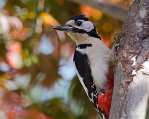 Great Spotted Woodpecker
