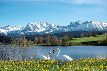 Obraz premium Schwänepaar im Allgäu vor Bergkulisse im Frühling. Herzform