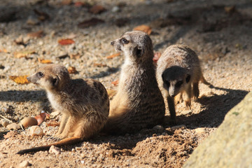 group of suricata animals