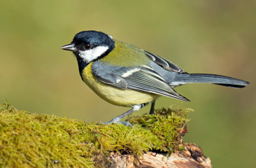 Great Tit