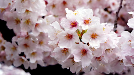 Closeup pink full bloom cherry blossom  