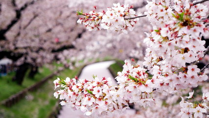 Closeup of cheery blossom branch with pink river covered by petals along the sakura tunnel 