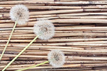 Three dandelions on dry reed background