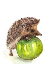 Hedgehog and green apple