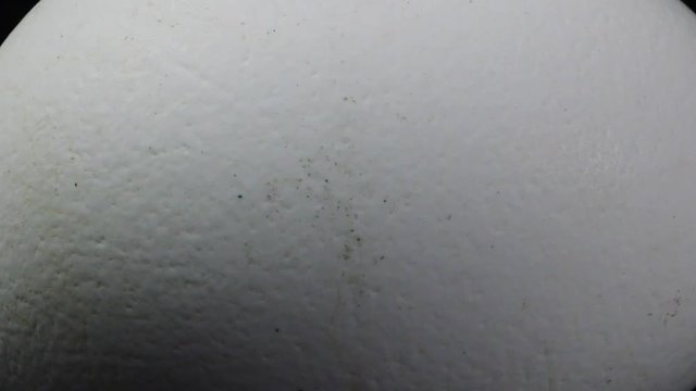 A texture of an egg shell