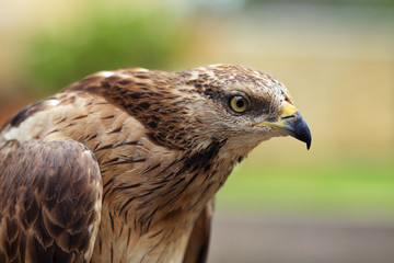 Close up portrait of a red-tailed hawk eagle bird of prey