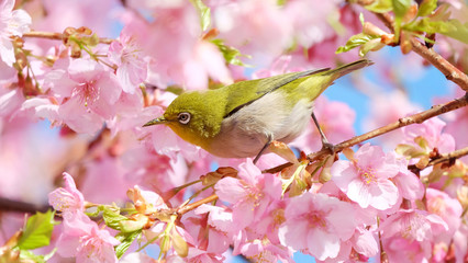 Fototapeta premium 河津桜とメジロ