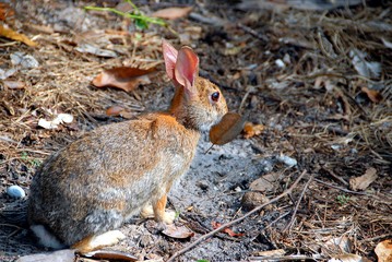 Wild rabbit in the woods background