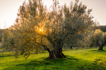 Fototapeta na wymiar olive trees