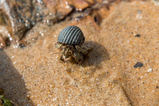 Close shot of a hermit crab on a beach, moving out of its scavenged shell and looking for food.