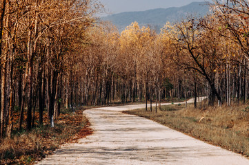Fototapeta na wymiar Wild Forest curvy rural road scene with tree along both side