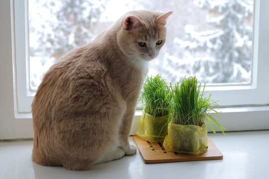 Red Cat Eats Green Grass At The Window Against The Winter Landscape.