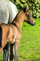 Fototapeta premium jolie poulain