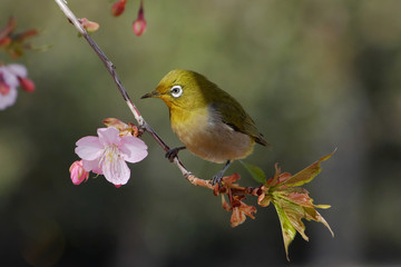 河津桜とメジロ