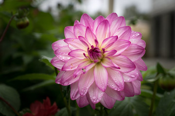 Fototapeta premium Closeup of one single pink Dahlia flower