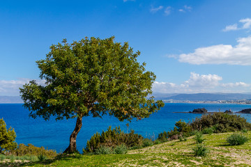 Fototapeta na wymiar Beautiful olive tree in the popular tourist destination of the Akamas in the background of mountains and blue sea, Cyprus