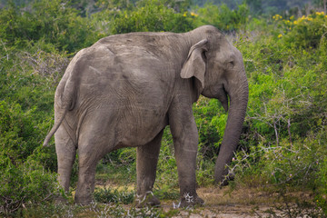 Einzelner Elefant im Kumana Nationalpark- Sri Lanka