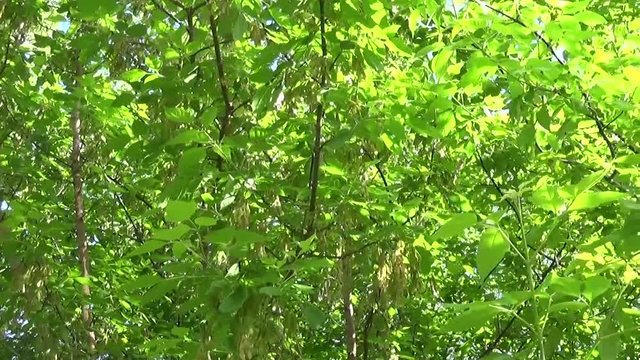 Ash Tree Flowers and fruits. Branches of fraxinus exelsior tree in the wind. Video HD Shooting of static camera.