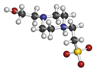 HEPES buffering agent molecule. 3D rendering. Atoms are represented as spheres with conventional color coding: hydrogen (white), carbon (grey), oxygen (red), nitrogen (blue), sulfur (yellow).