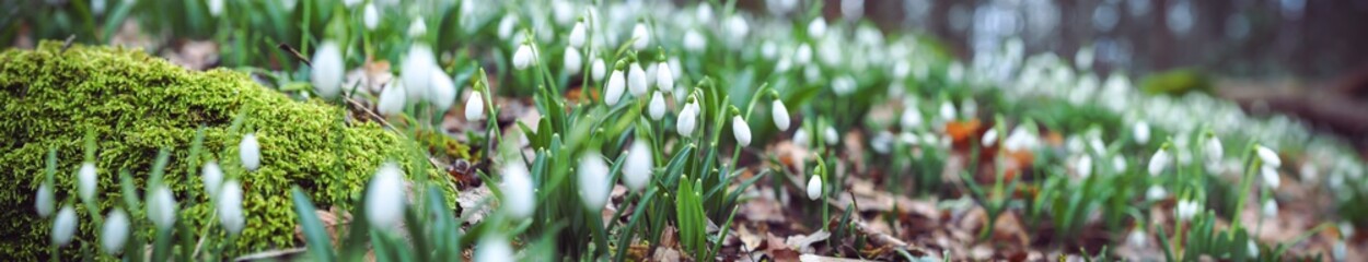 Obraz premium Highland Fields of Snowdrops flowers in early spring