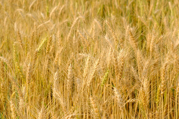 Barley in field conversion test at North Thailand,rice golden color,barley for background