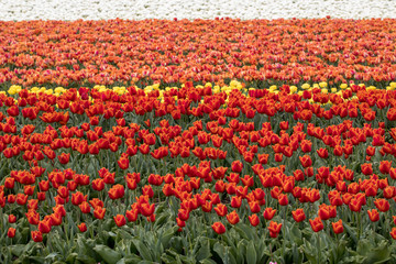 Tulip fields of the Bollenstreek, South Holland, Netherlands