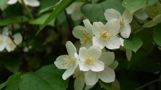 Mock orange blooming close-up in the wind. video shooting static camera. Philadelphus.