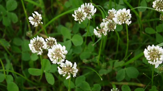 White clover flover in the field. HD video footage static camera.