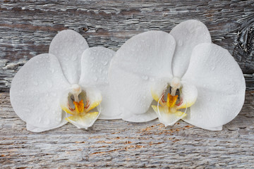 White phalaenopsis flowers on an old wooden table