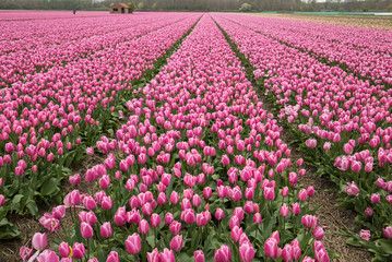 Pink Tulips fields of the Bollenstreek, South Holland, Netherlands