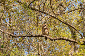 BARRED OWL