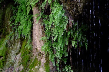 Moss and lichens