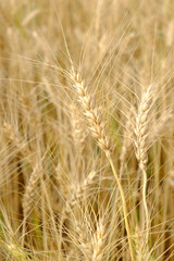 Barley in field conversion test at North Thailand,rice golden color,barley for background
